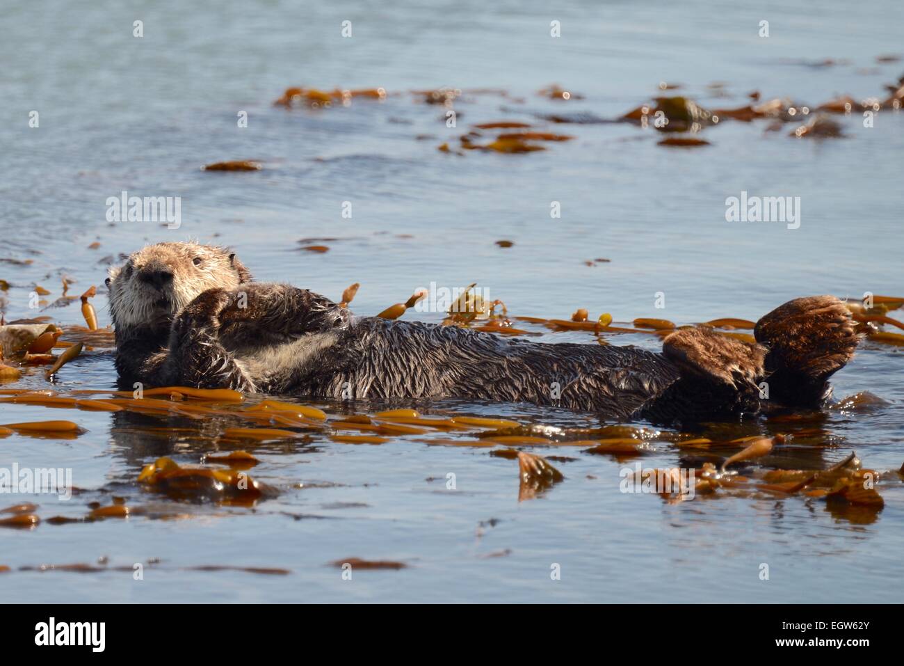 Otter floating on back in kelp Stock Photo