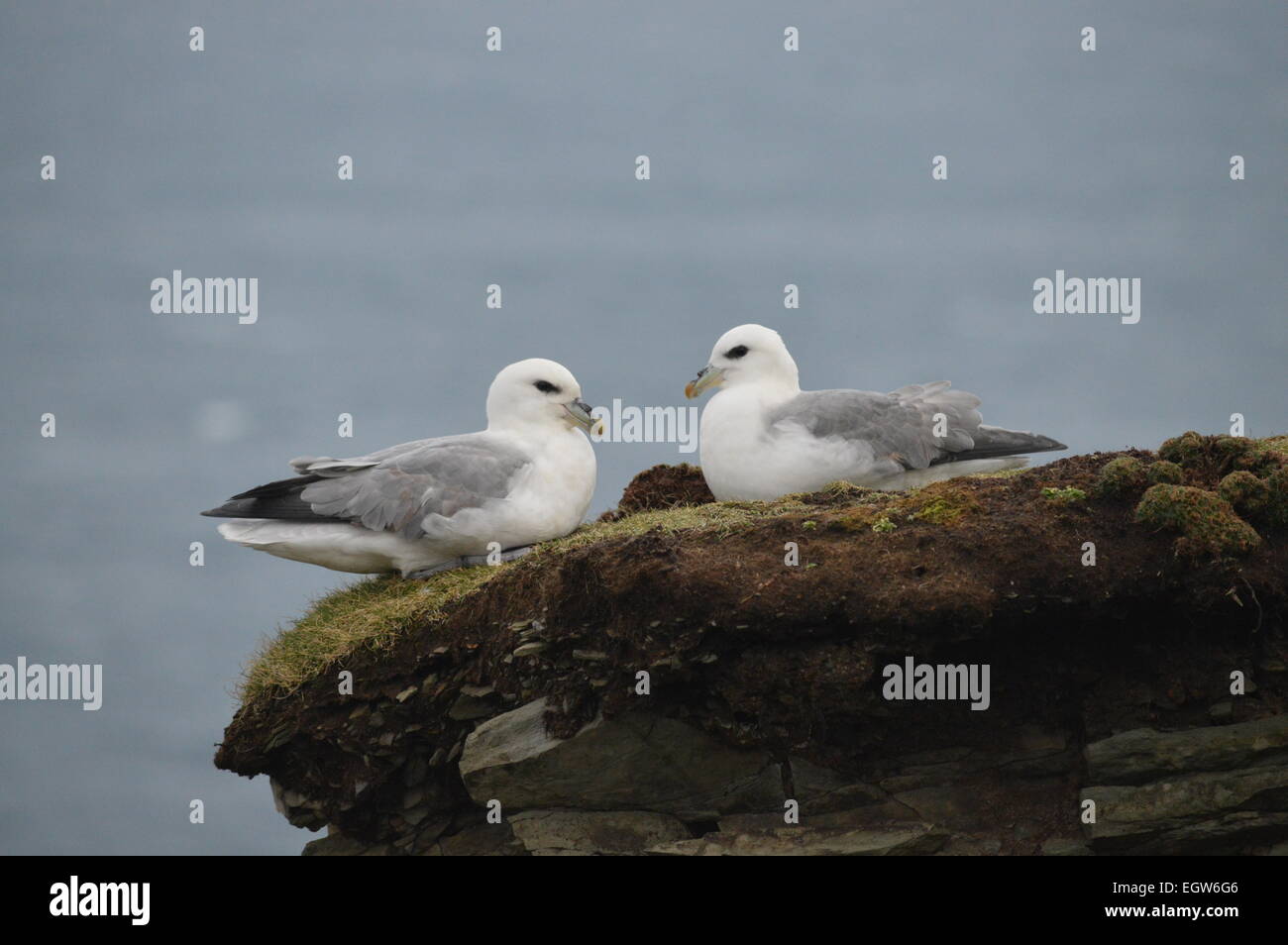 Shetland Fulmars Stock Photo