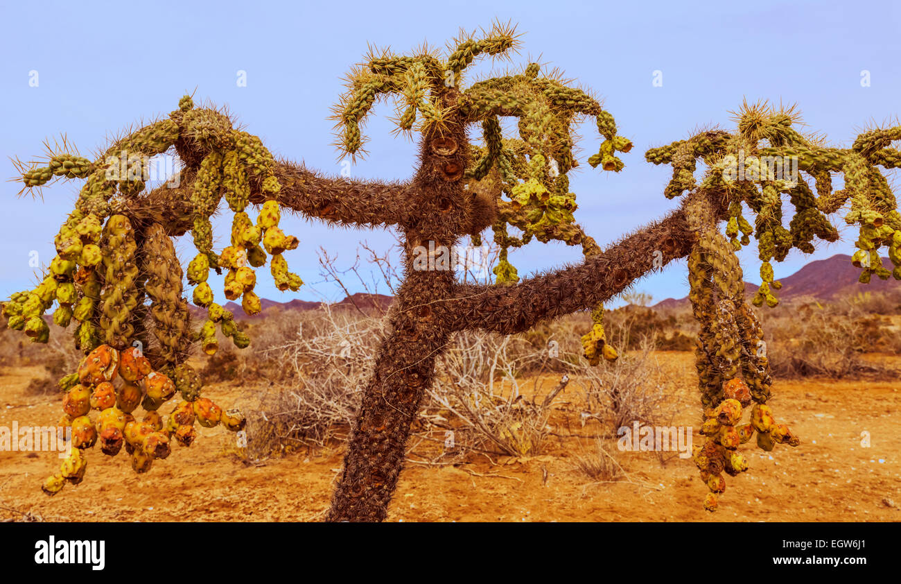Chain fruit cholla growing in Sonora Desert of Mexico; also known as hanging chain cholla Stock Photo