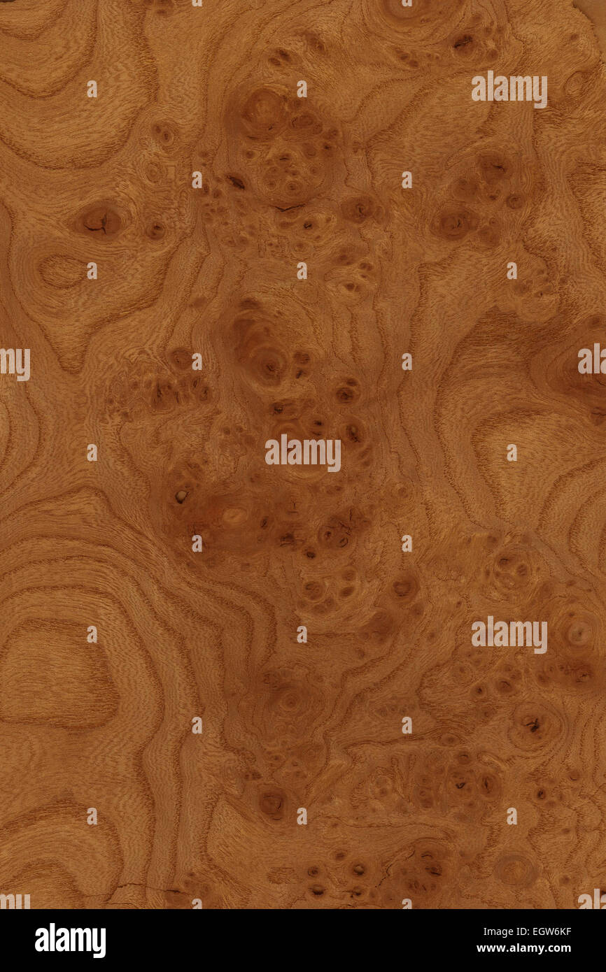 background of wood grain of burr elm, prized by wood turners for its unique grain Stock Photo