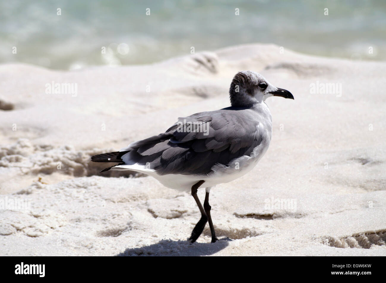 A seagull on Okaloosa Beach. Stock Photo