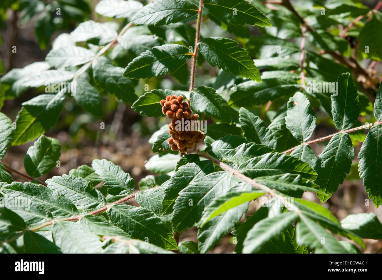 Leaves and fruits of Elm-leaved sumach, Rhus coriaria Stock Photo