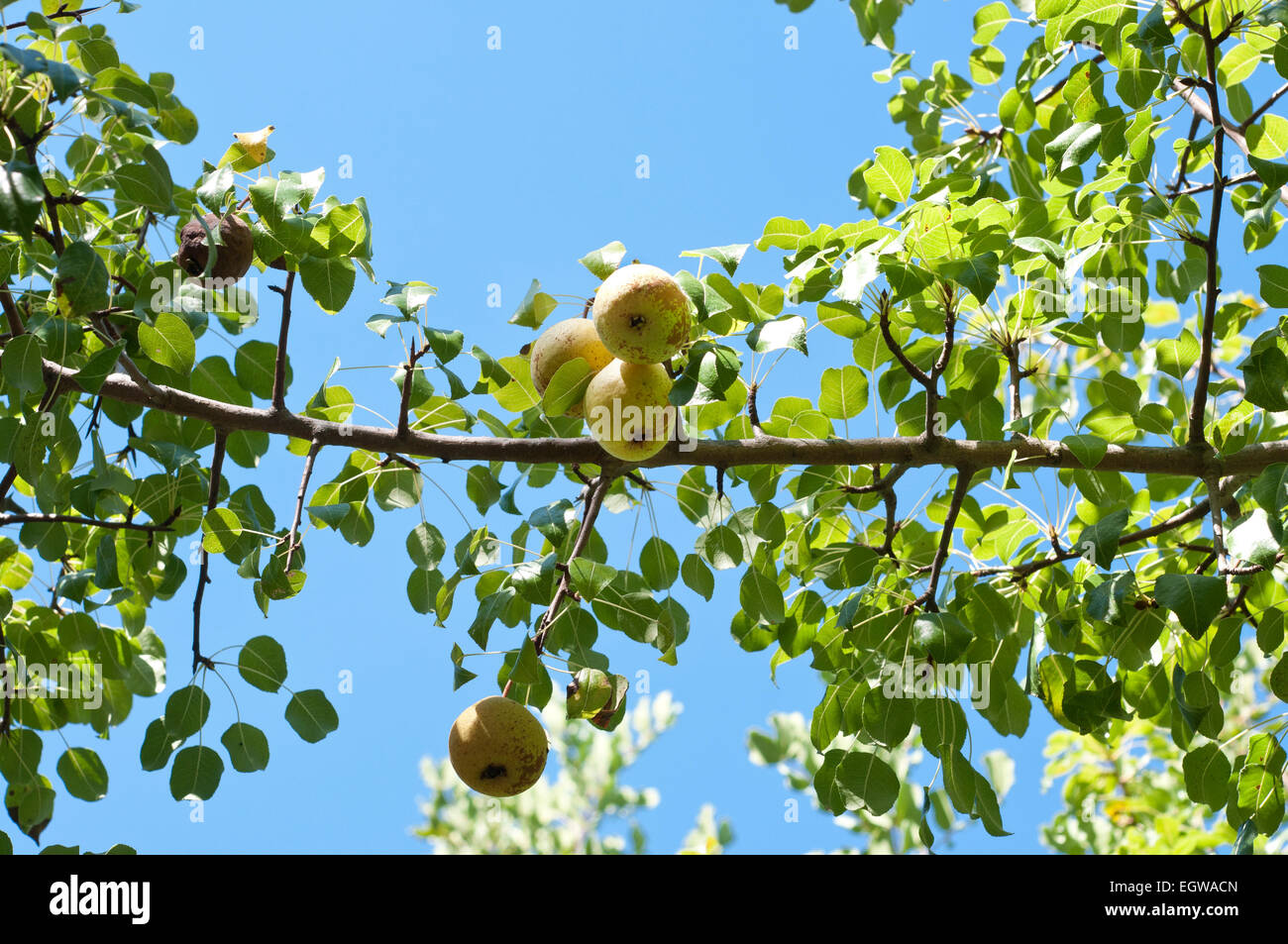 Leaves and fruits of Iberian pear, Pyrus bourgaeana Stock Photo