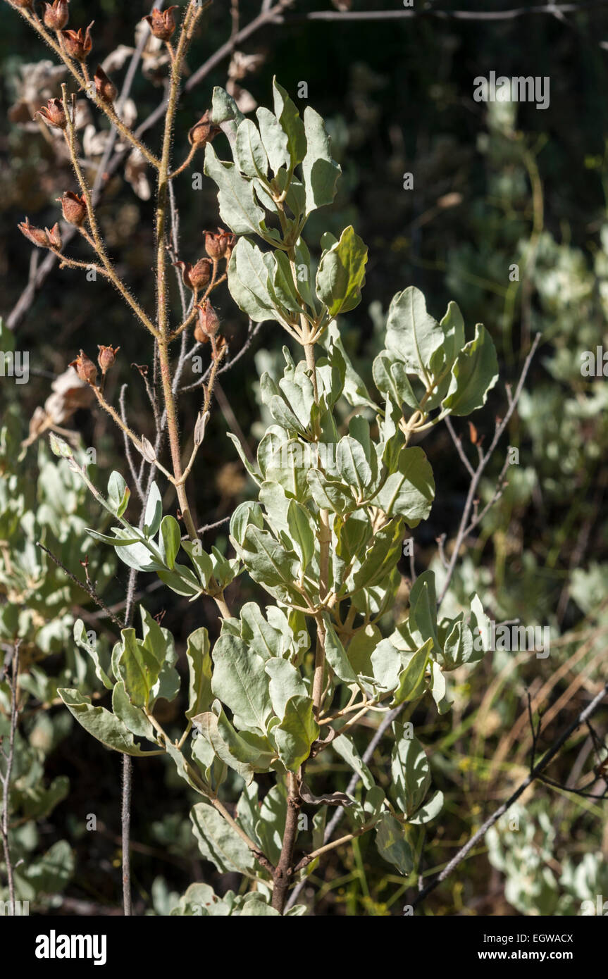 Leaves and fruits of Halimium atriplicifolium Stock Photo
