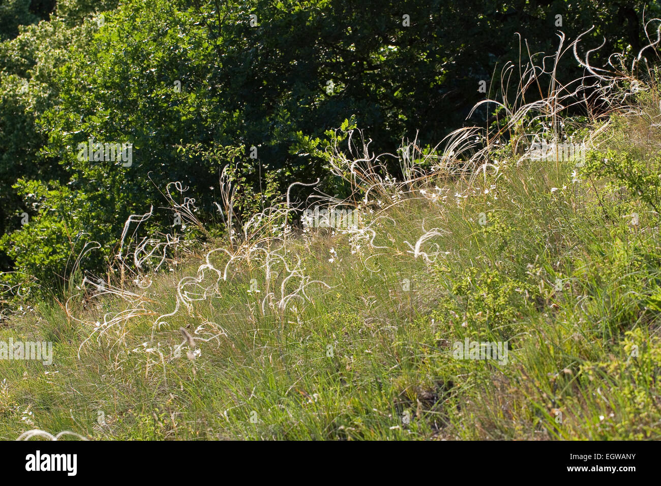 Feather Grass, Echtes Federgras, Feder-Pfriemengras, Mädchenhaargras, Grauscheidiges Federgras, Stipa pennata Stock Photo