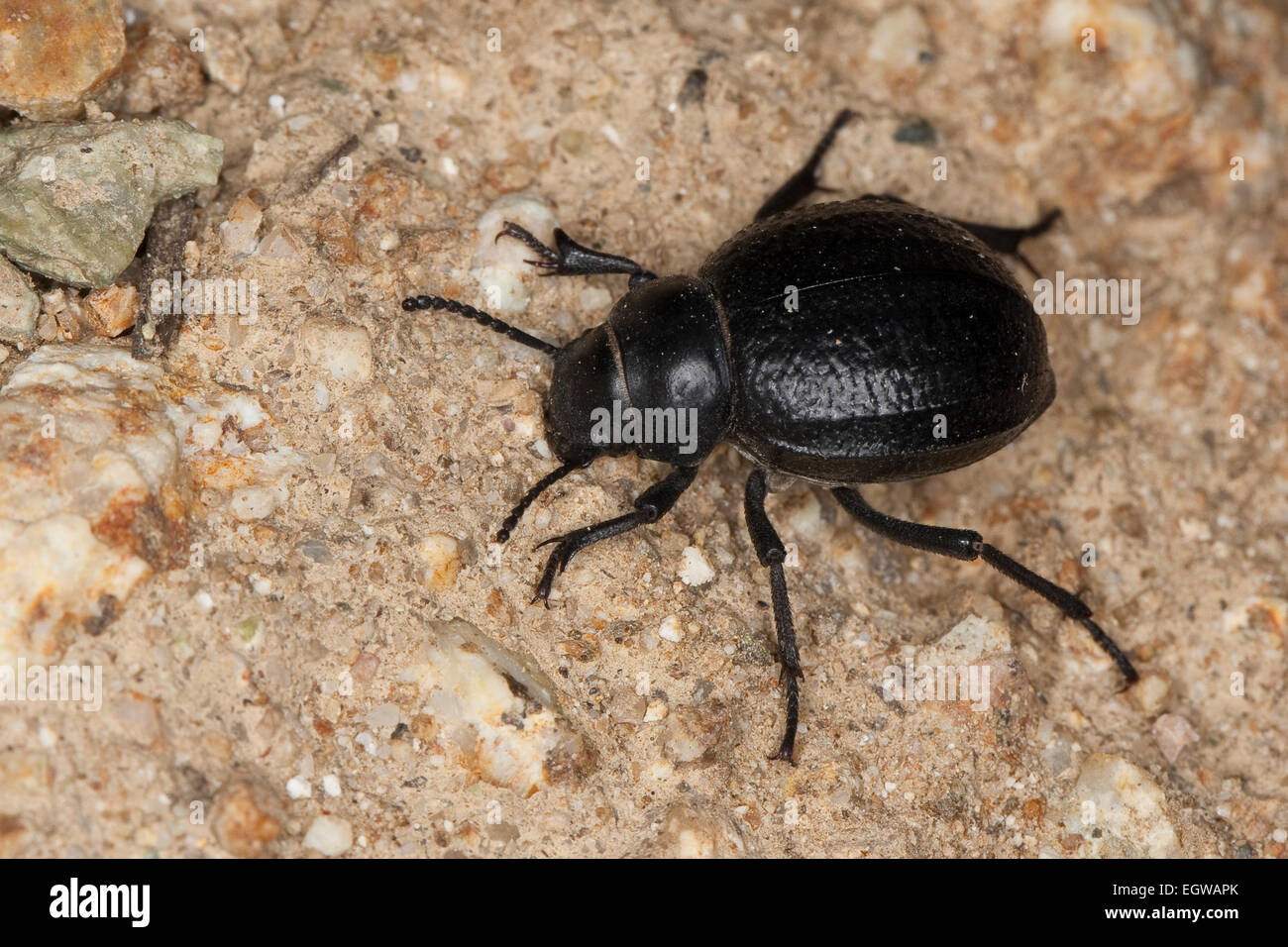 darkling beetle, Feistkäfer, Schwarzkäfer, Pimelia spec., Pimelia cf. payraudi, Pimeliariae, Dunkelkäfer, Tenebrionidae Stock Photo