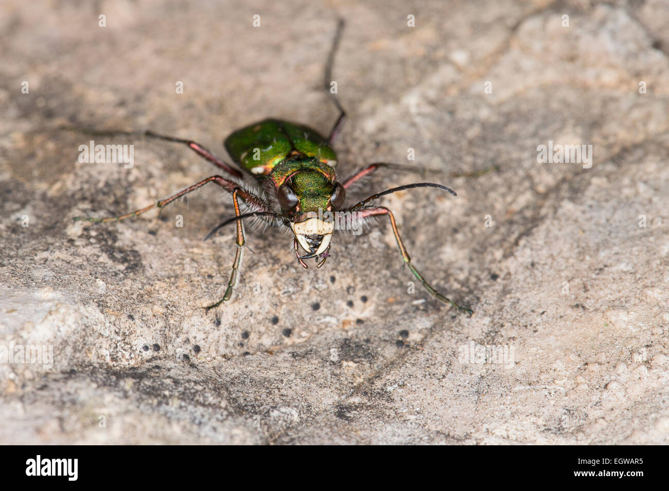 Green tiger beetle, Feld-Sandlaufkäfer, Feldsandlaufkäfer, Sandlaufkäfer, Feldsandläufer, Cicindela campestris Stock Photo