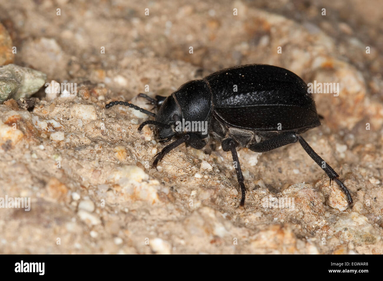 darkling beetle, Feistkäfer, Schwarzkäfer, Pimelia spec., Pimelia cf. payraudi, Pimeliariae, Dunkelkäfer, Tenebrionidae Stock Photo