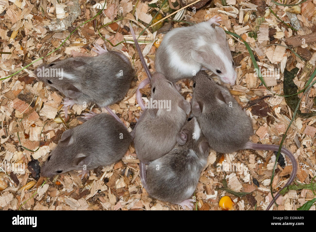 Fancy mouse, Fancy-mouse, house mouse, house-mouse, Farbmaus, Farbmäuse, Hausmaus, Maus, Mus musculus, Mus musculus f. domestica Stock Photo