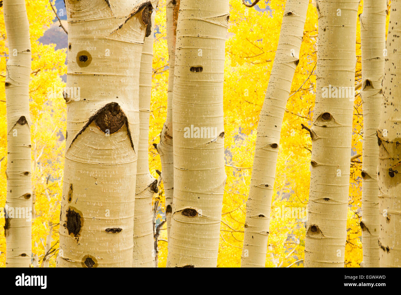 Aspen trees in fall colors hi-res stock photography and images - Alamy