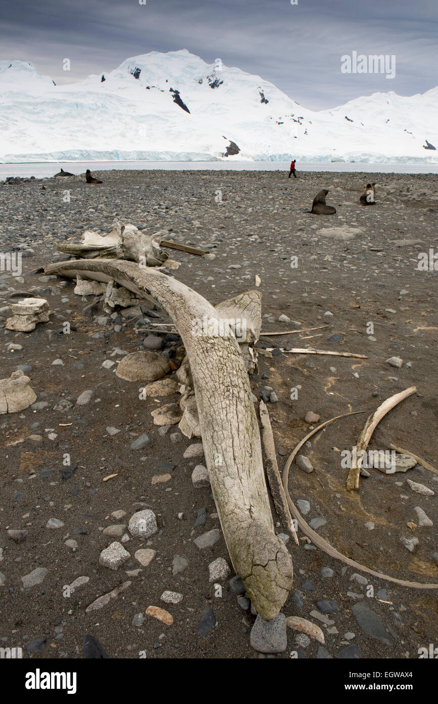 Antarctica, Half Moon Is, Whaling History, whale jaw bone on beach Stock Photo