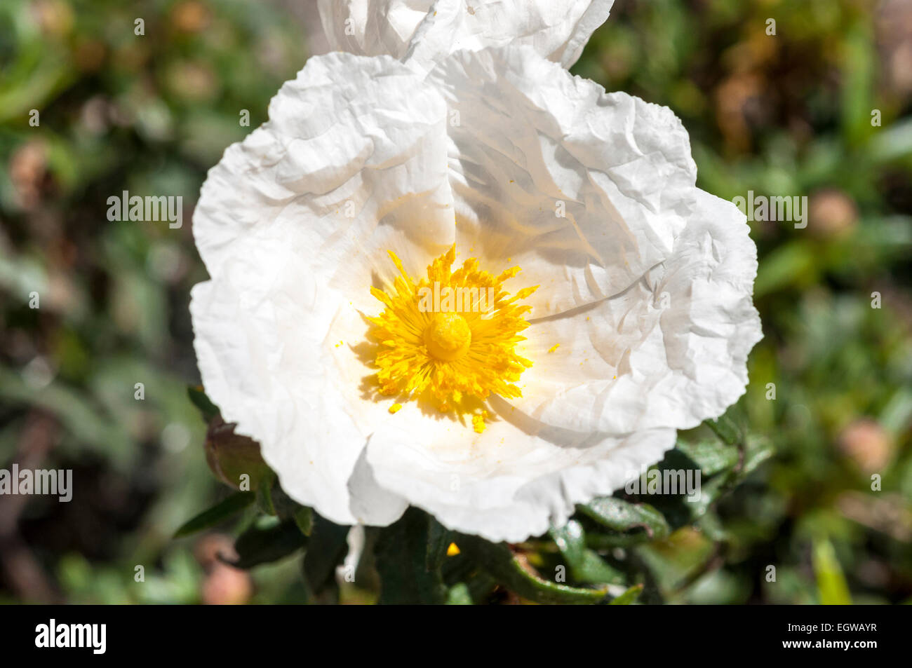 Flowers of Gum rockrose, Cistus ladanifer Stock Photo