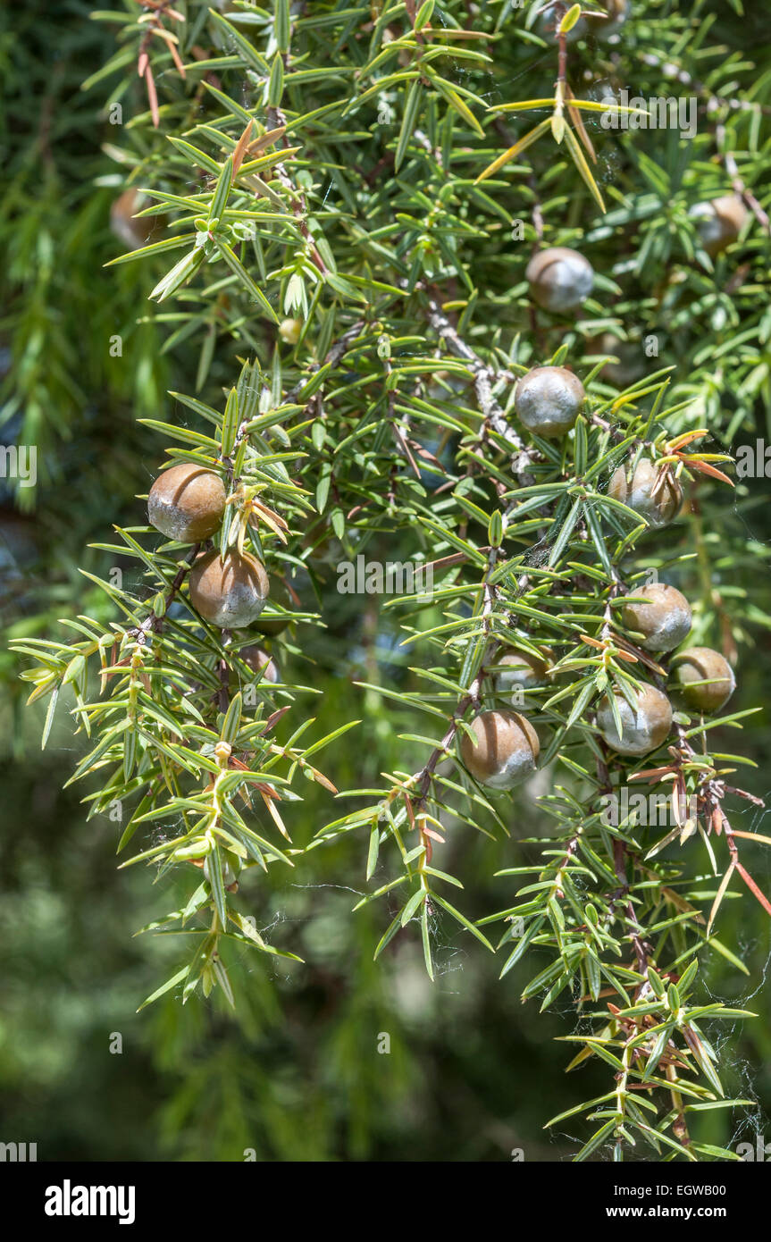 Fruits (immature cones) of prickly juniper, Juniperus oxycedrus Stock Photo