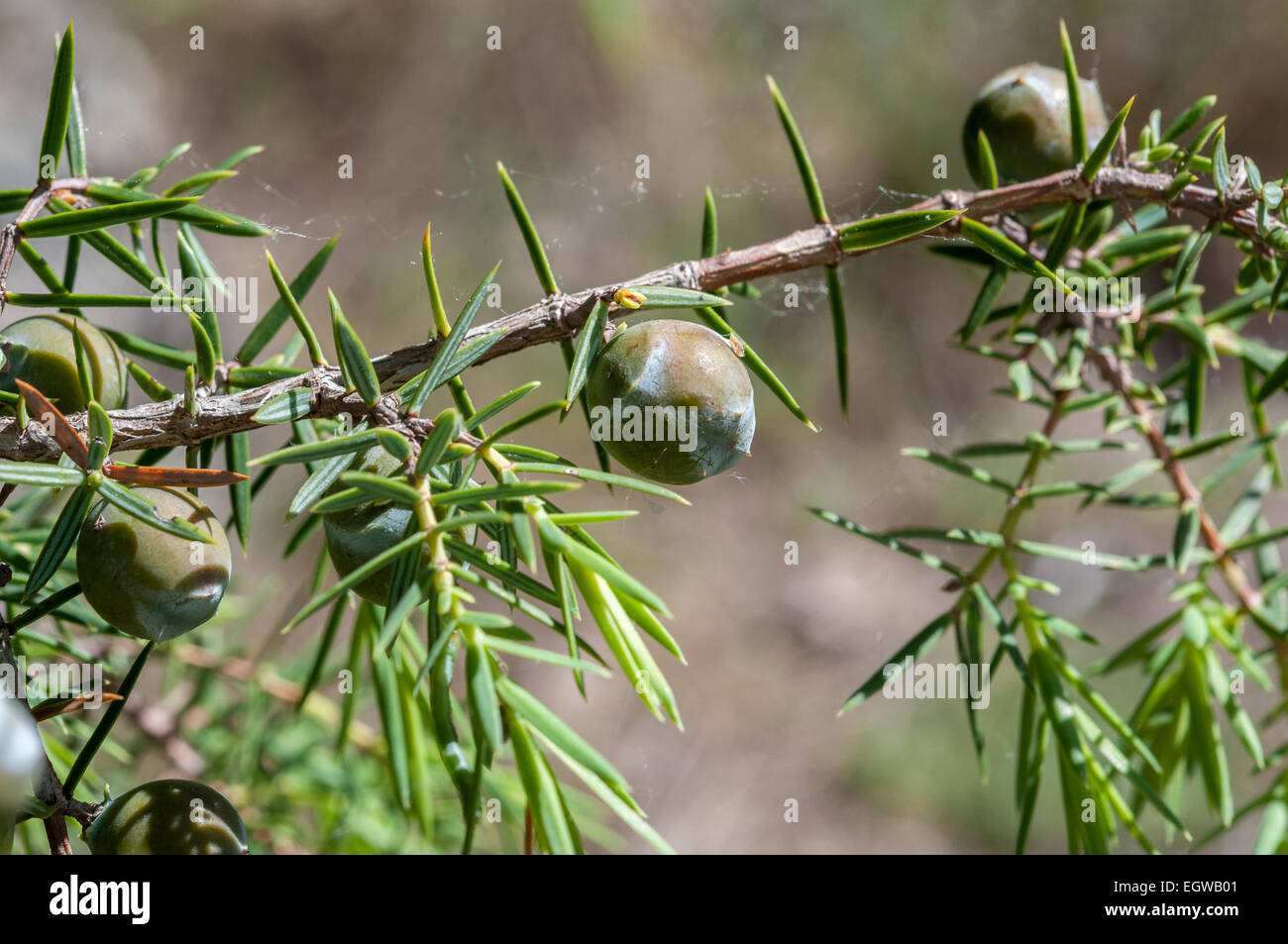 Fruits (immature cones) of prickly juniper, Juniperus oxycedrus Stock Photo