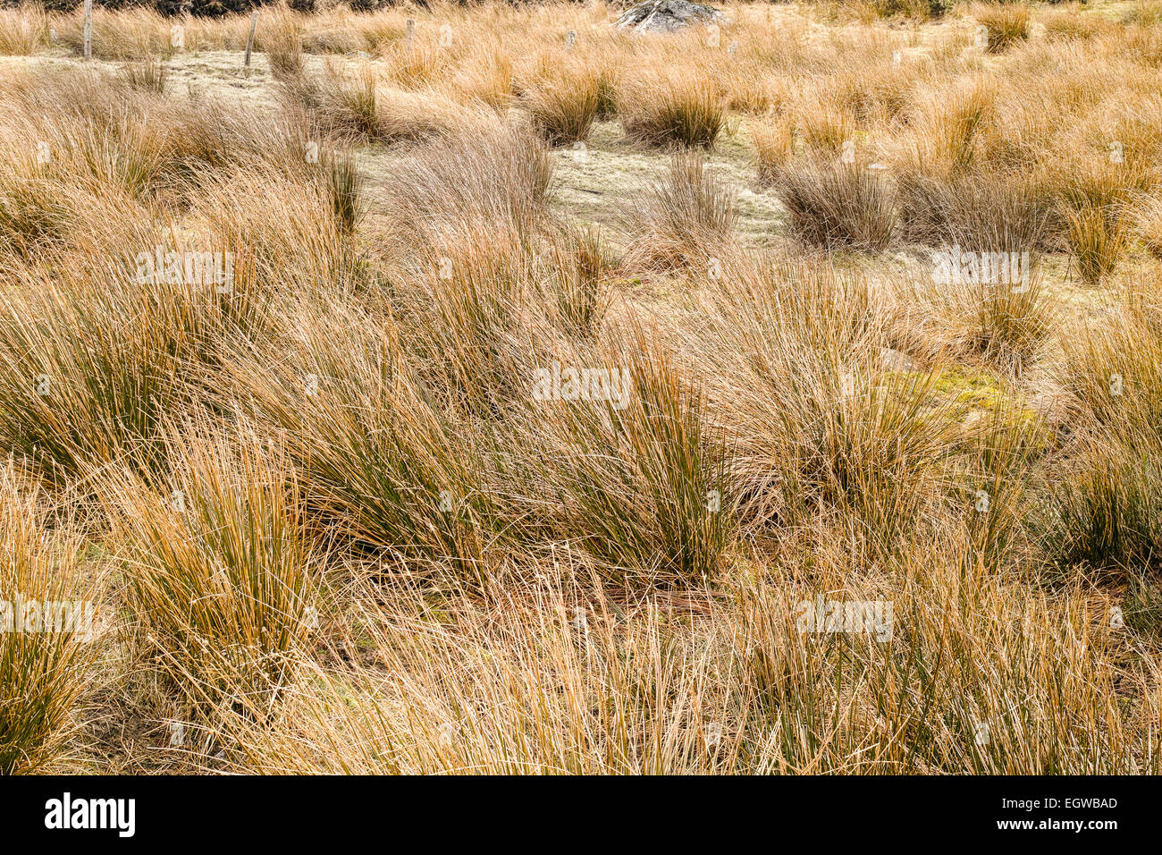 Wind grass hi-res stock photography and images - Alamy