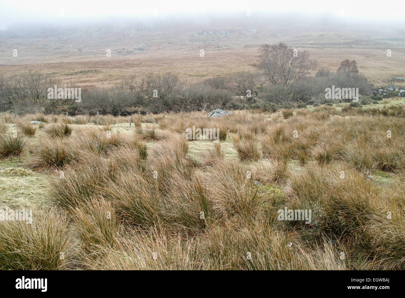 Tree bend wind hi-res stock photography and images - Alamy