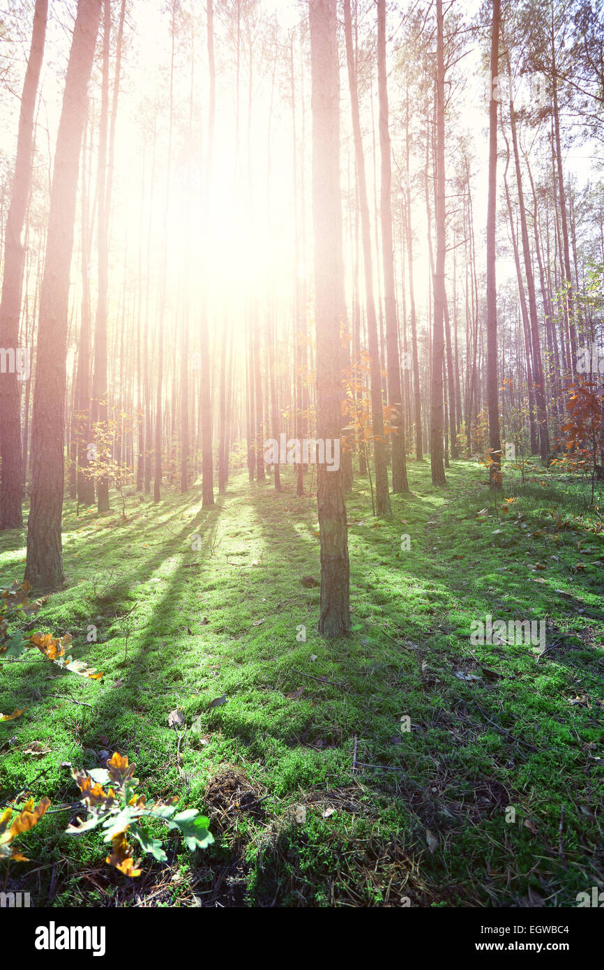 Summer forest in bright sunny hi-res stock photography and images - Alamy