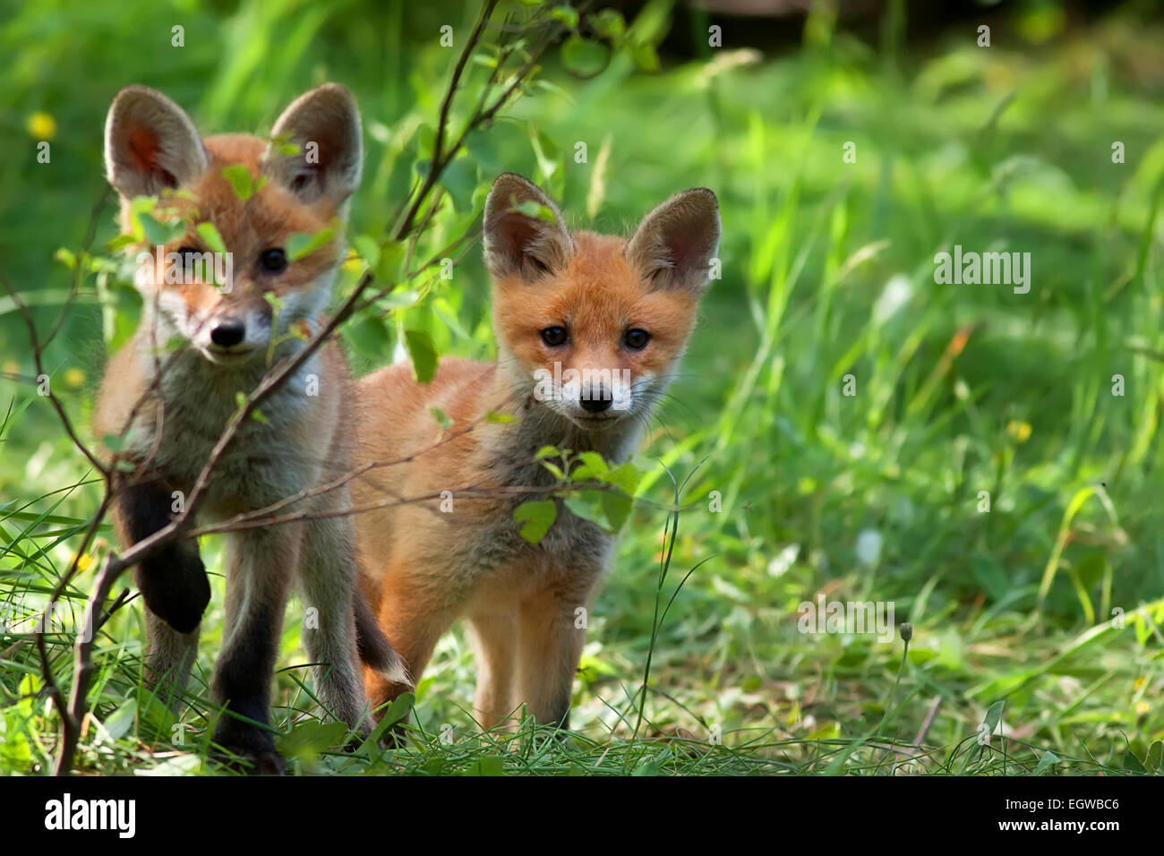 Foxes in the wild Stock Photo