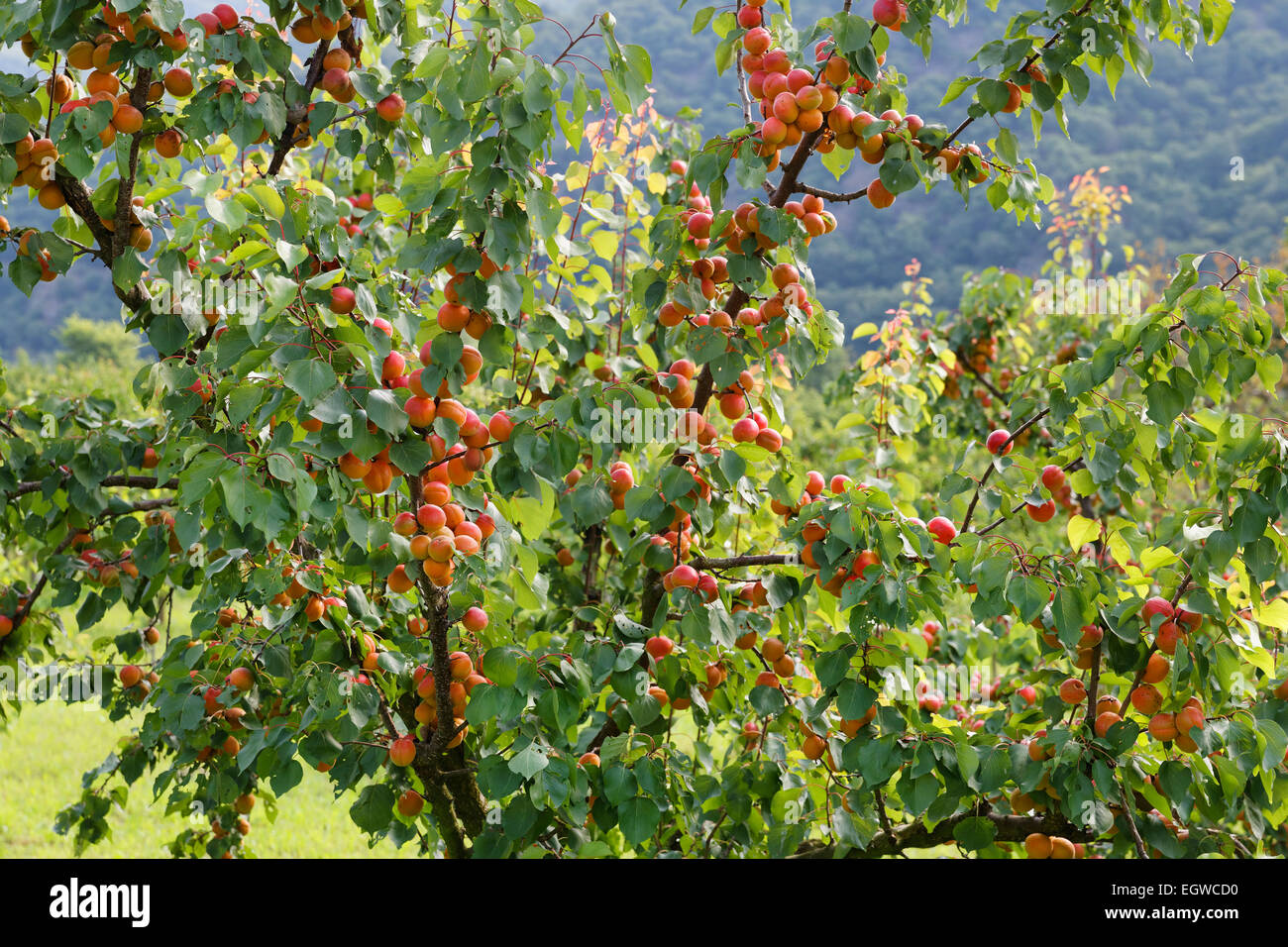 Ripe apricots on an Apricot tree (Prunus armeniaca), Spitz an der Donau, Wachau, Waldviertel, Lower Austria, Austria Stock Photo