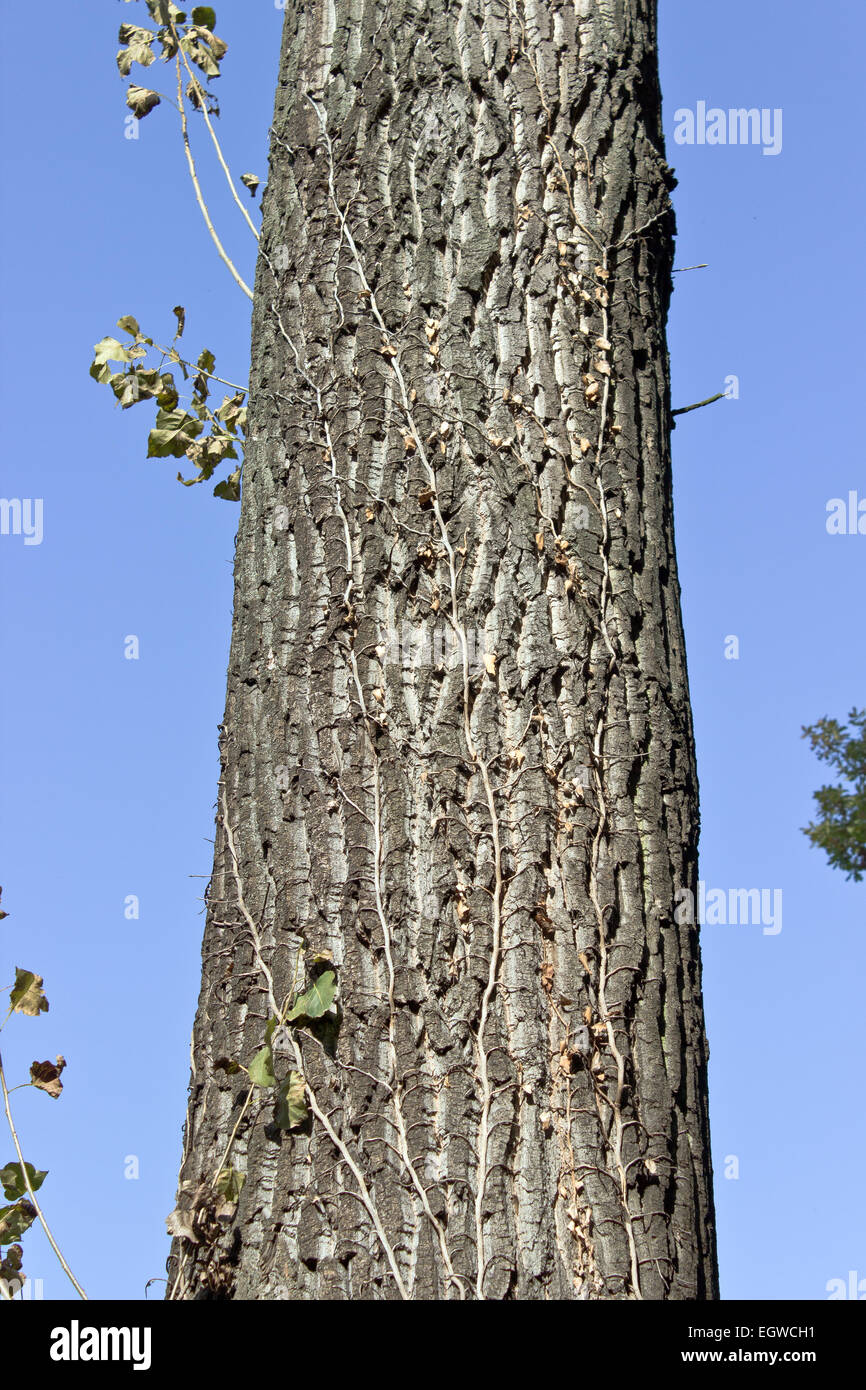 Big tree trunk over blue sky Stock Photo