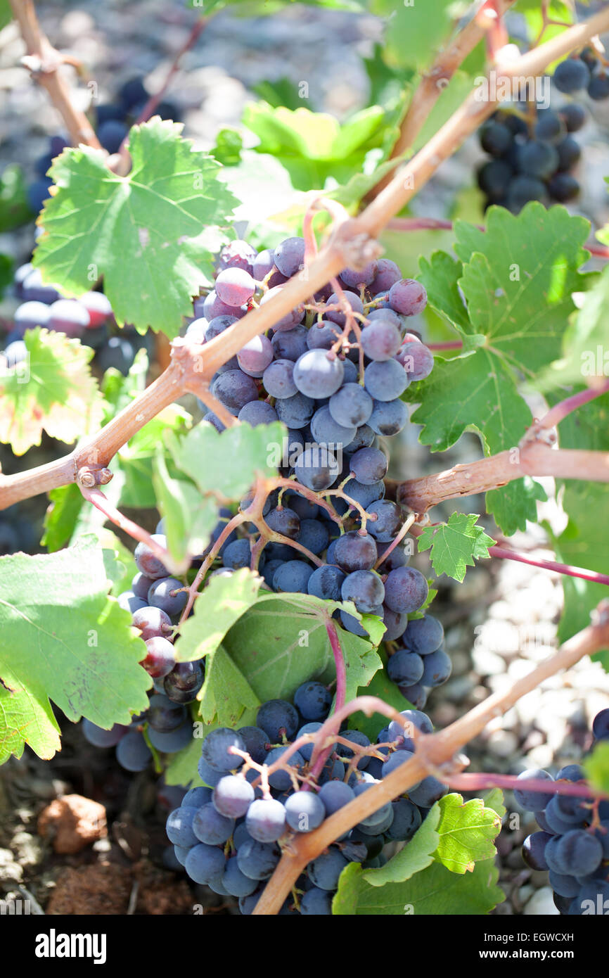 Grapes : Pais. Chile. Stock Photo