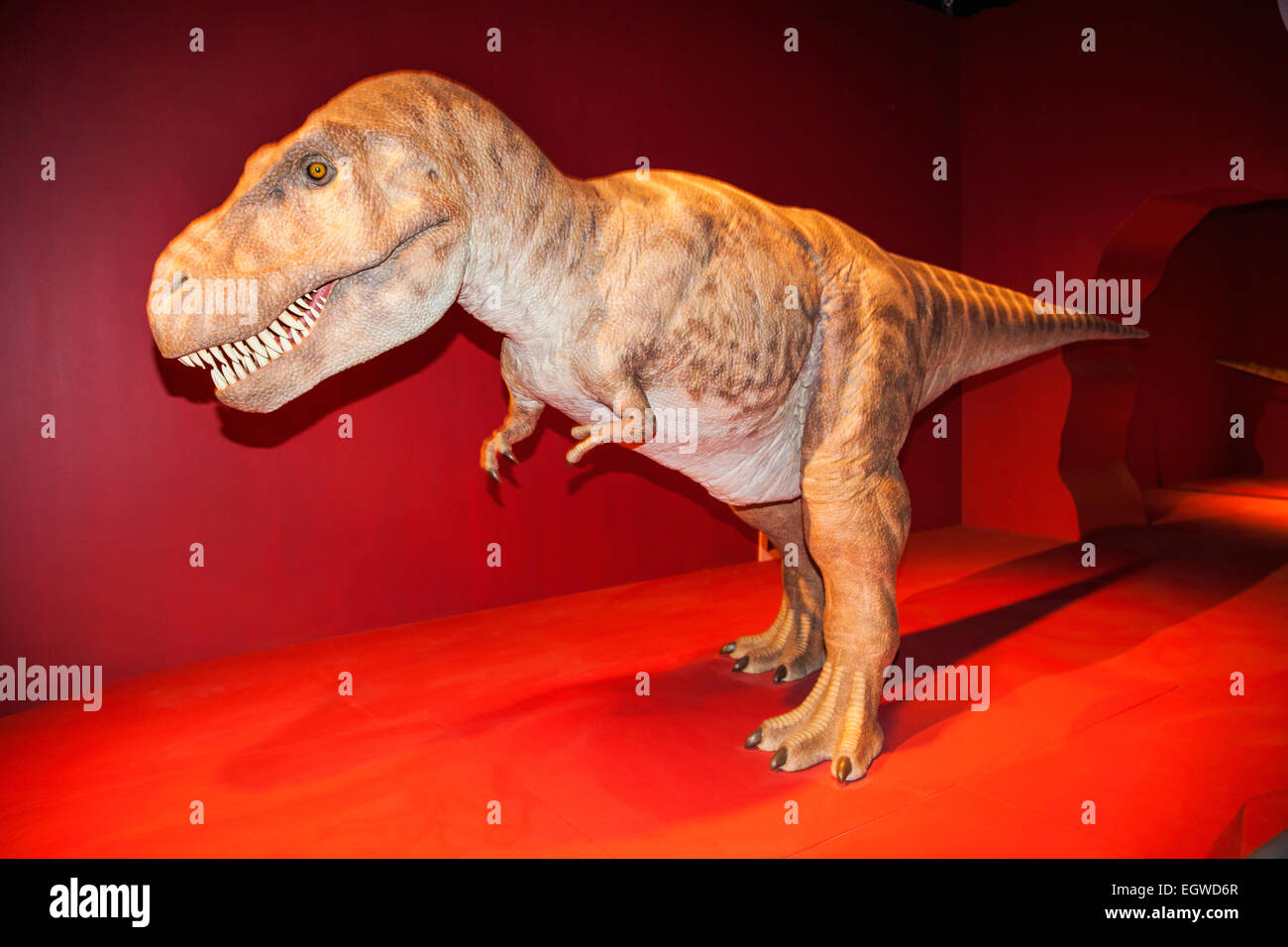 China, Animatronic Head of Tyrannosaurus Rex Stock Photo - Alamy