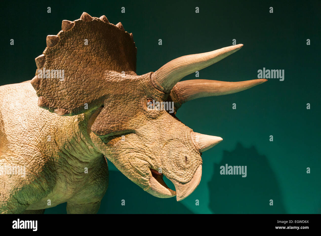 China, Animatronic Model of Triceratops Stock Photo