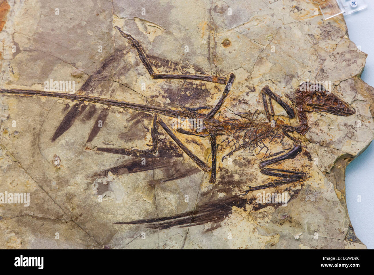 China, Fossilized Skeleton of Microraptor Gui Stock Photo