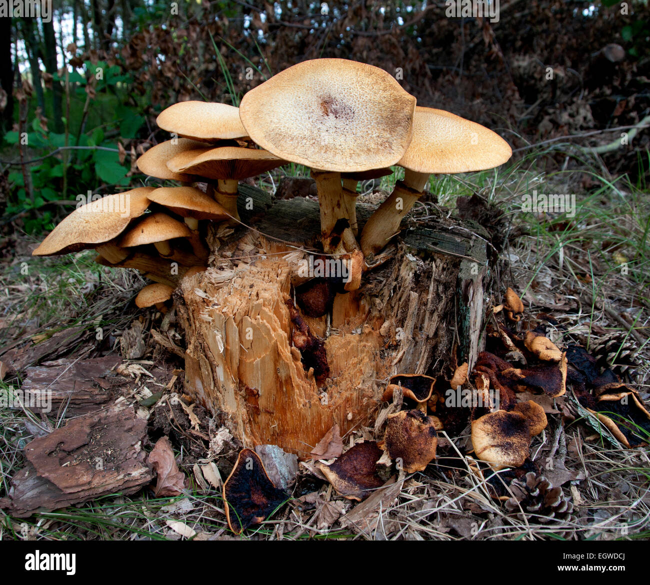 Netherlands toadstool mushroom forest wood Terschelling Stock Photo