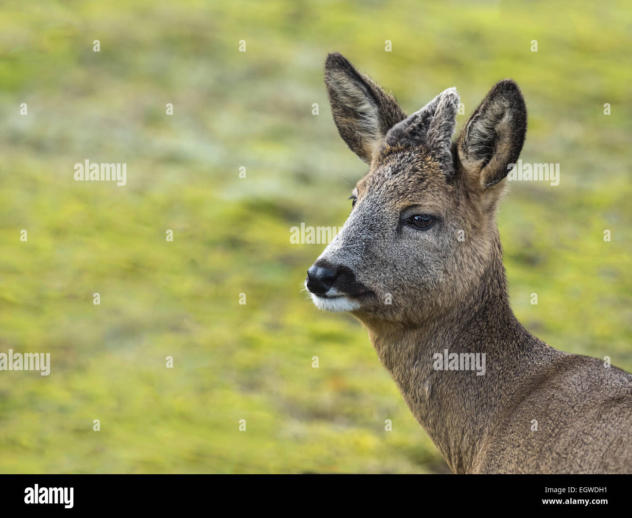 Young deer captured in the nature Stock Photo
