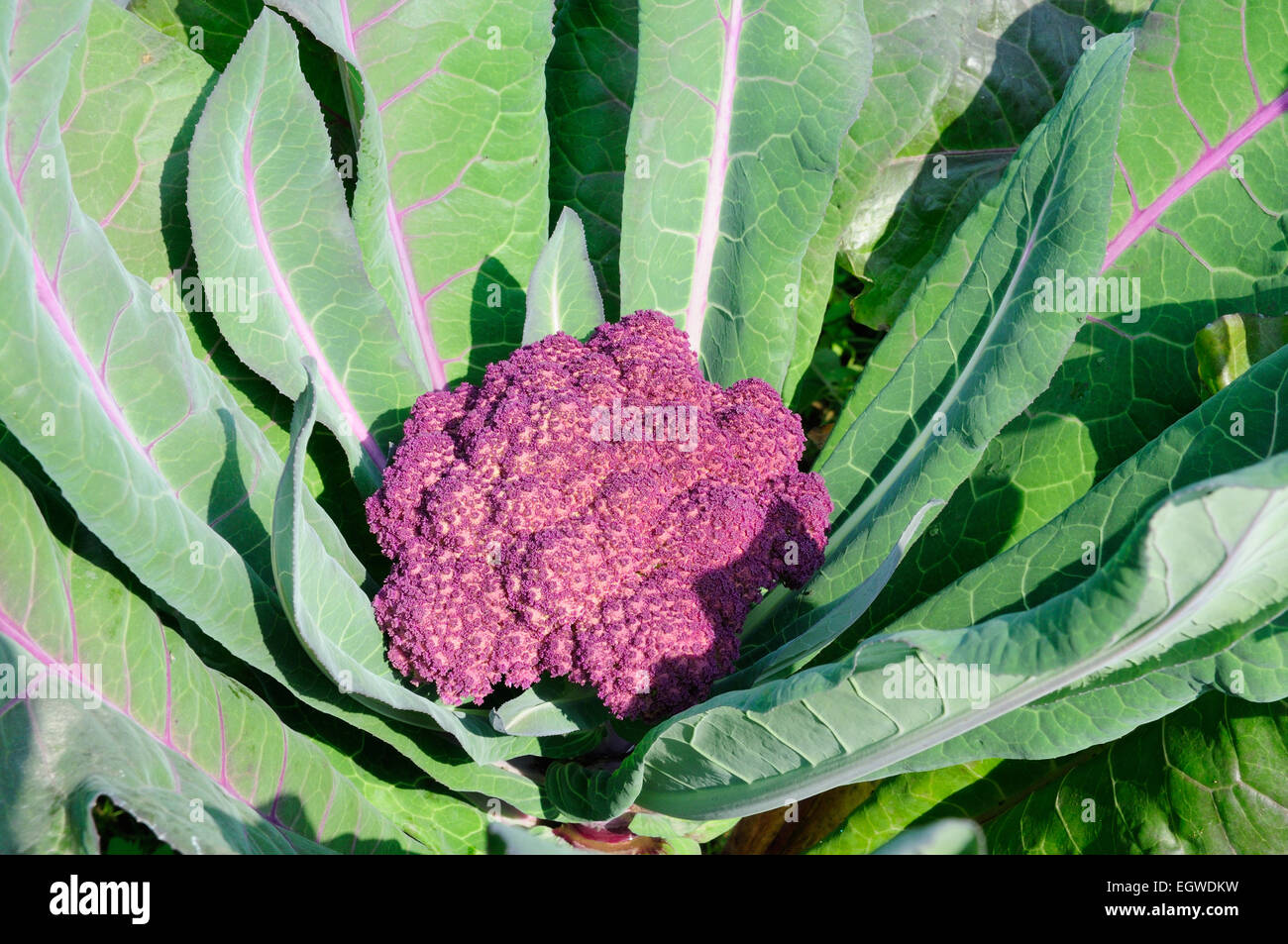 Purple cauliflower growing in an organic garden Stock Photo Alamy