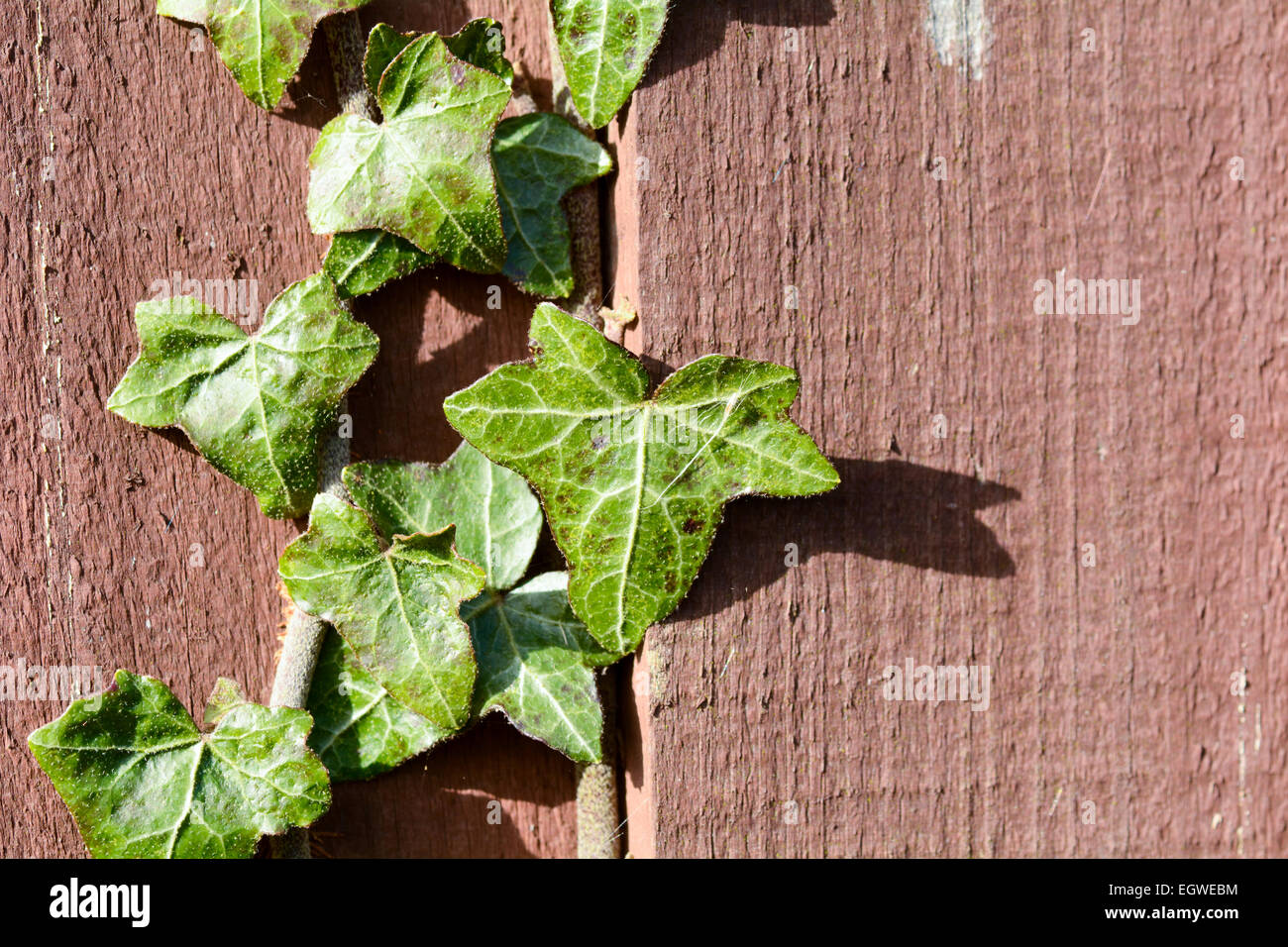 Ivy plant climbing up wooden fence Stock Photo