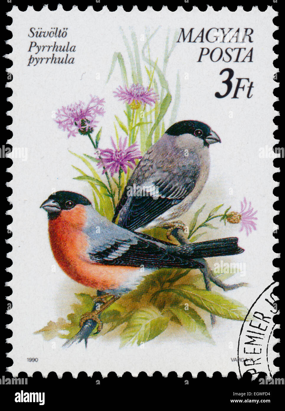 HUNGARY - CIRCA 1990: Stamp printed in Hungary, shows Bullfinches (Pyrrhula pyrrhula), with the same inscription, from the serie Stock Photo