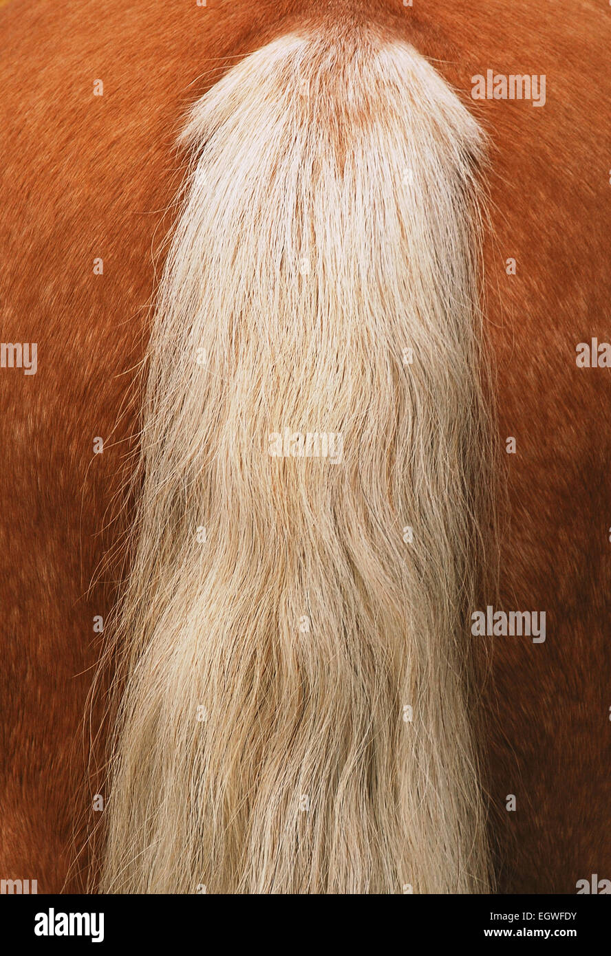 Horse bum hi-res stock photography and images - Alamy