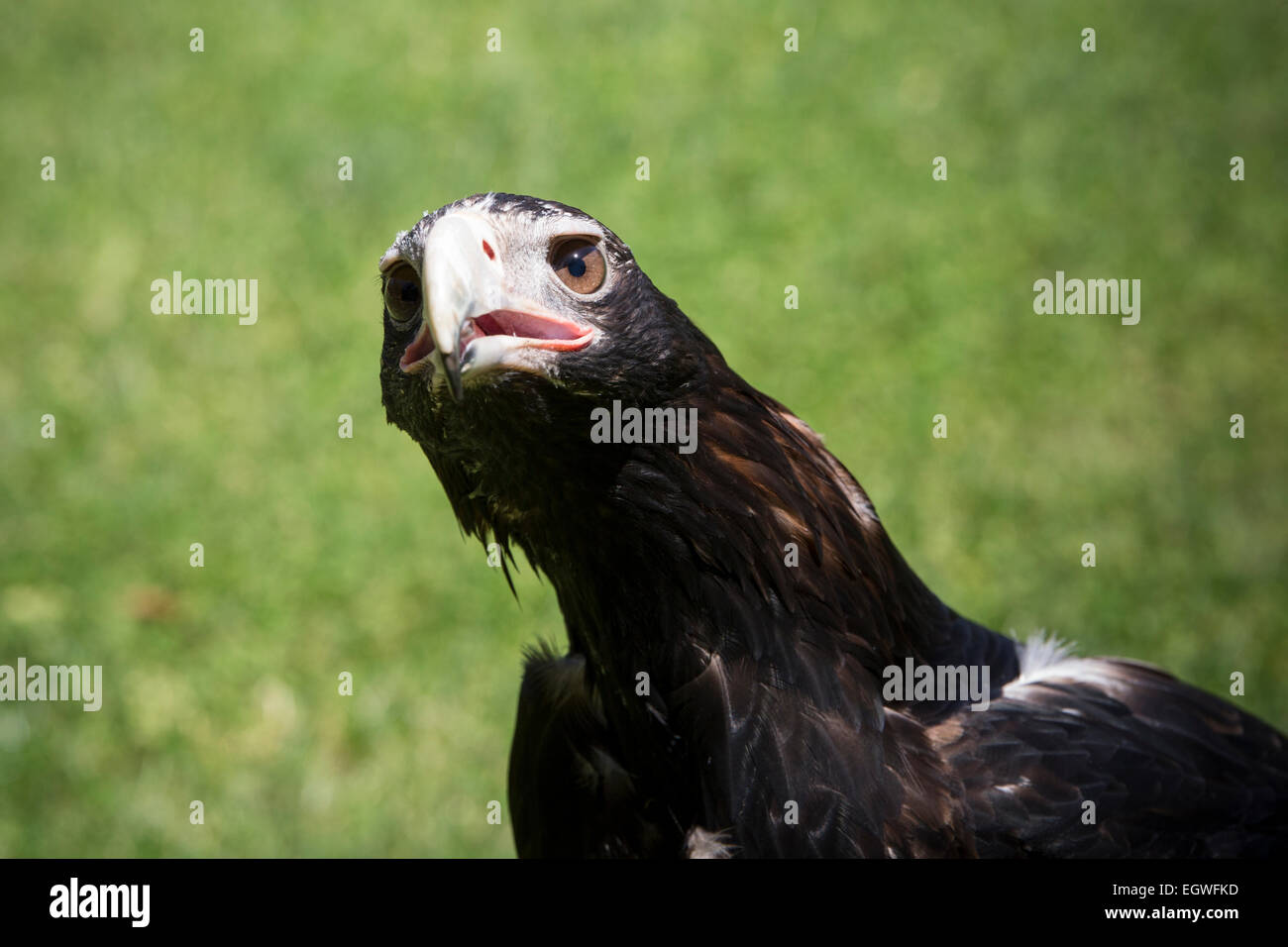 Wedge tailed eagle close up hi-res stock photography and images - Alamy