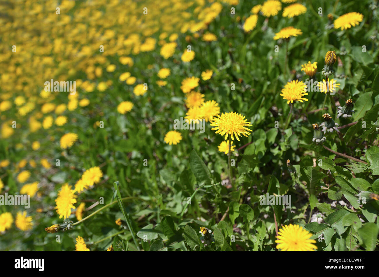 Sunny bank of dandelion meadow marks the start of the summer as a meadow of flowers clings onto a slope Stock Photo