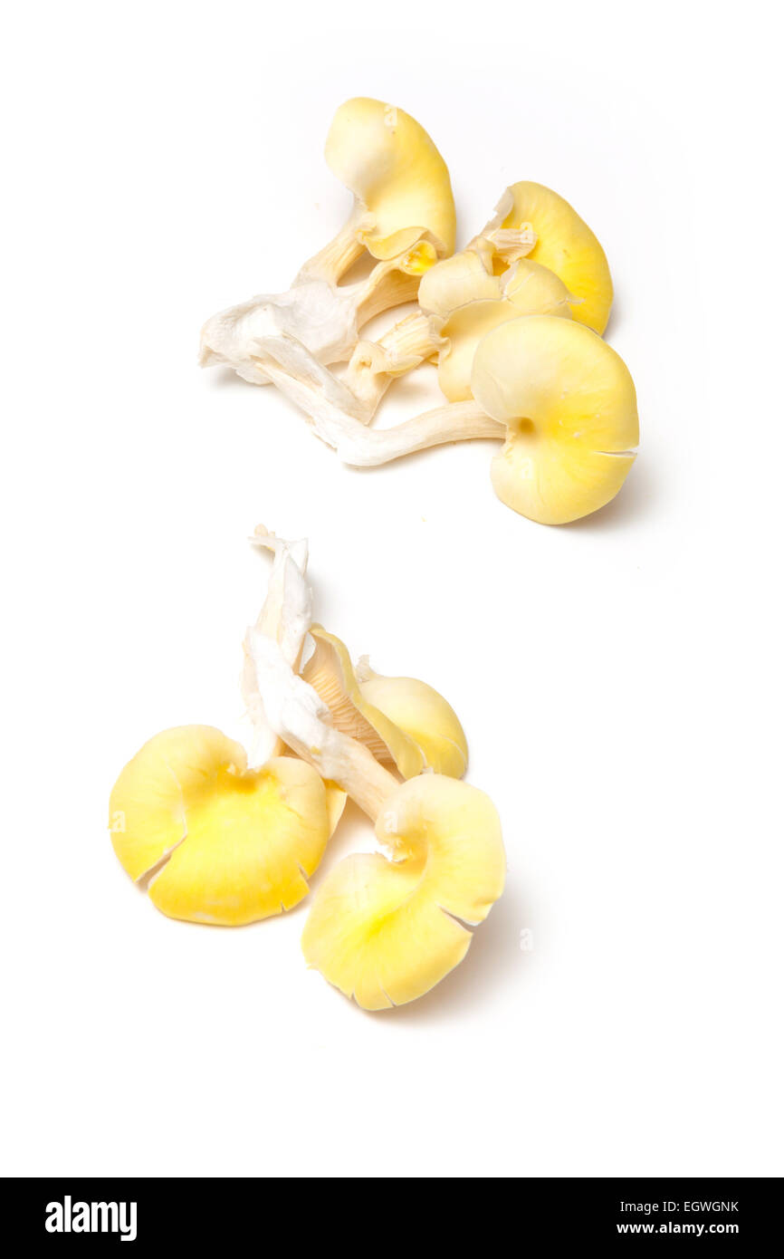 Yellow oyster mushrooms isolated on a white studio background Stock