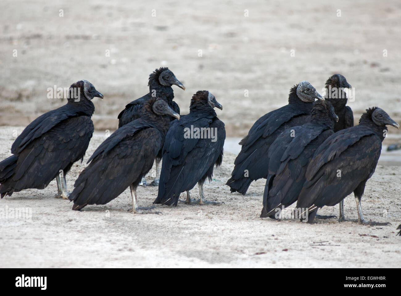 A group of black vultures standing on the beach. Black vultures, Coragyps atratus, also known as the American black vulture. Stock Photo
