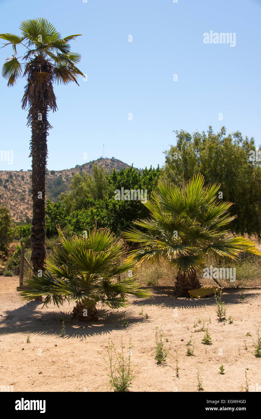 Chilean palms on a South America ranch near Puro Caballo  Middle Chile Stock Photo