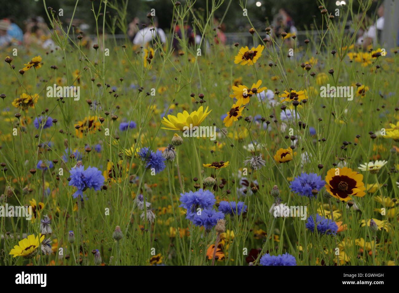 Wild flower meadow at the Olympic Park, London, in 2012 Stock Photo