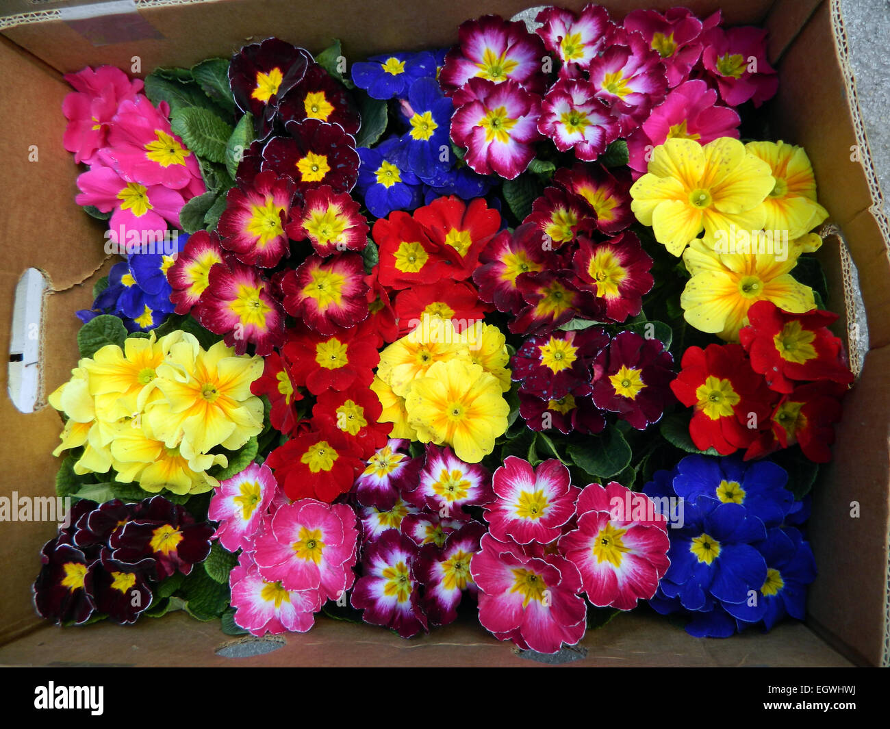A larger quantity of early primrose flowers in a box at the local market and the announcement of the arrival of spring. Stock Photo