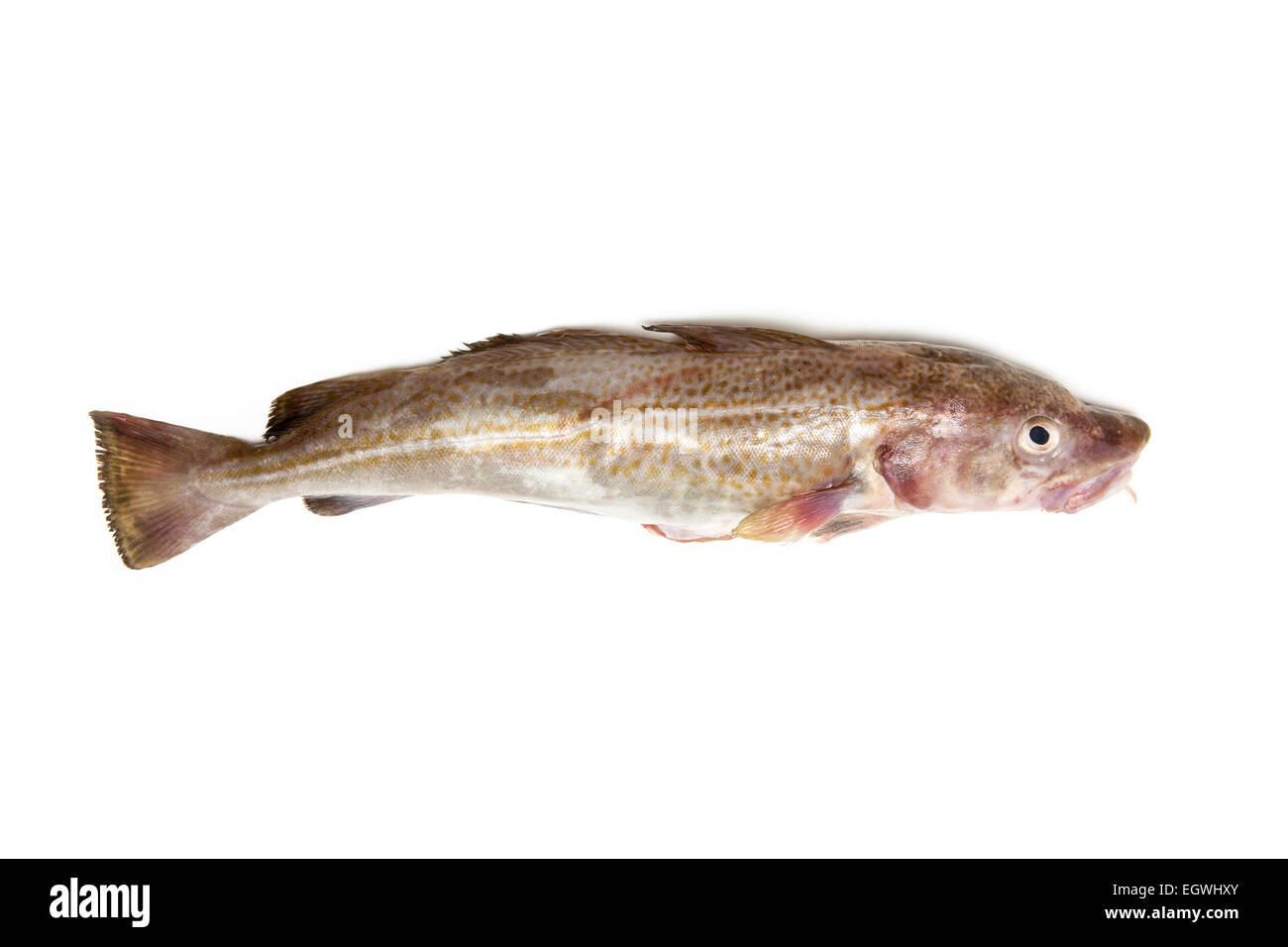 Whole Atlantic cod (Gadus morhua) fish, Isolated on a white studio background. Stock Photo