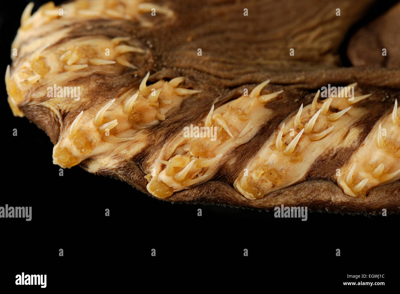 Frilled shark (Chlamydoselachus anguineus) Picture was ...