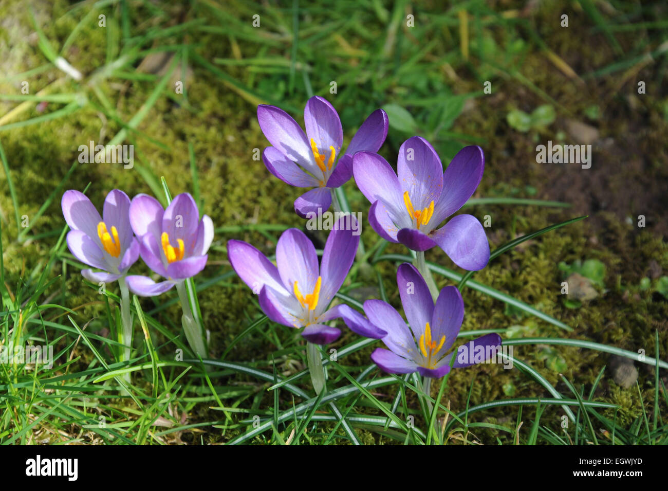 Crocus Tommasinianus flowers - 'Barr's Purple' crocuses Stock Photo