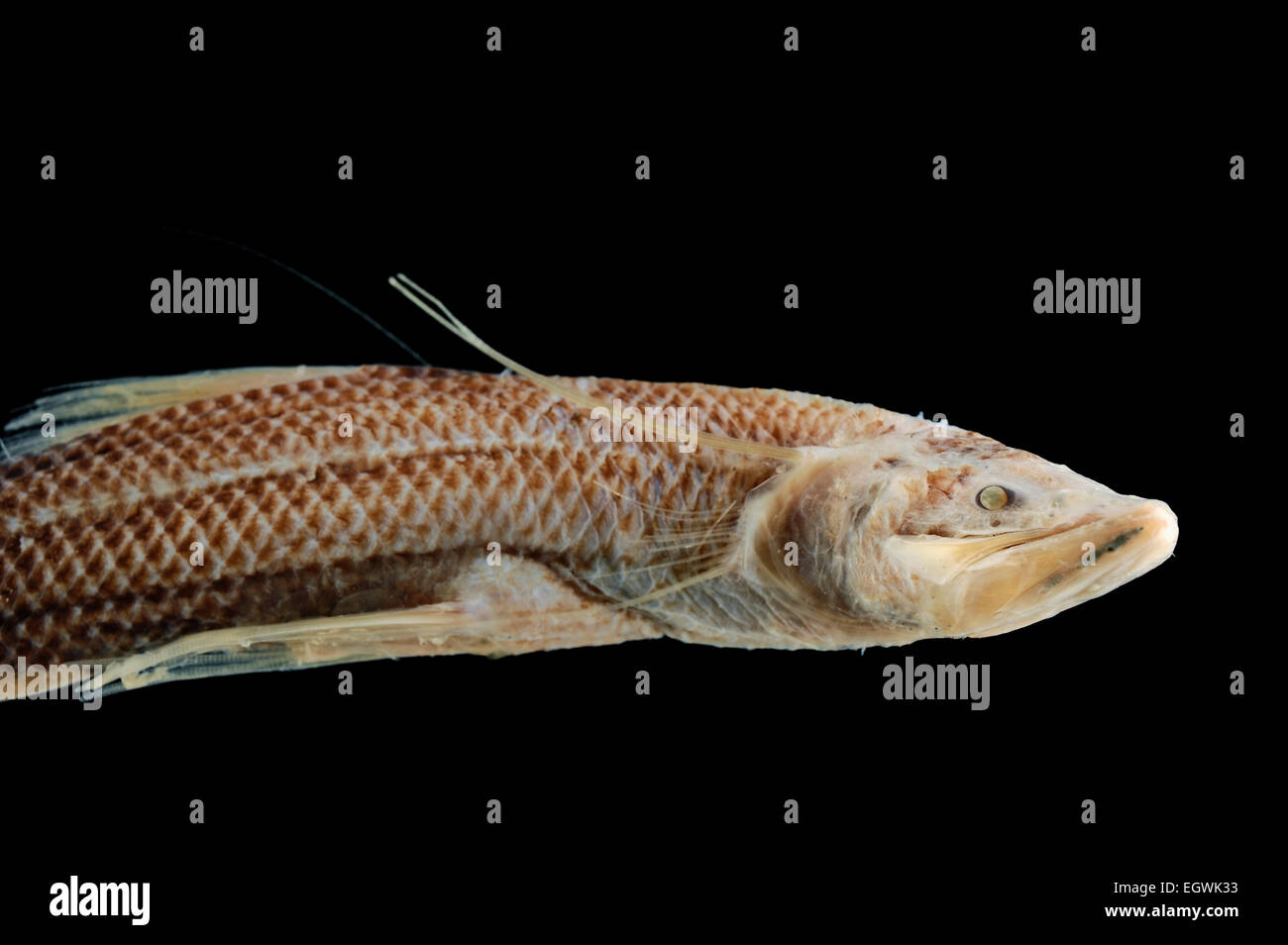 Mediterranean spiderfish (Bathypterois dubius) | Stelzenfisch Spinnenfisch, 600m tiefe, Golf von Guinea, Stock Photo