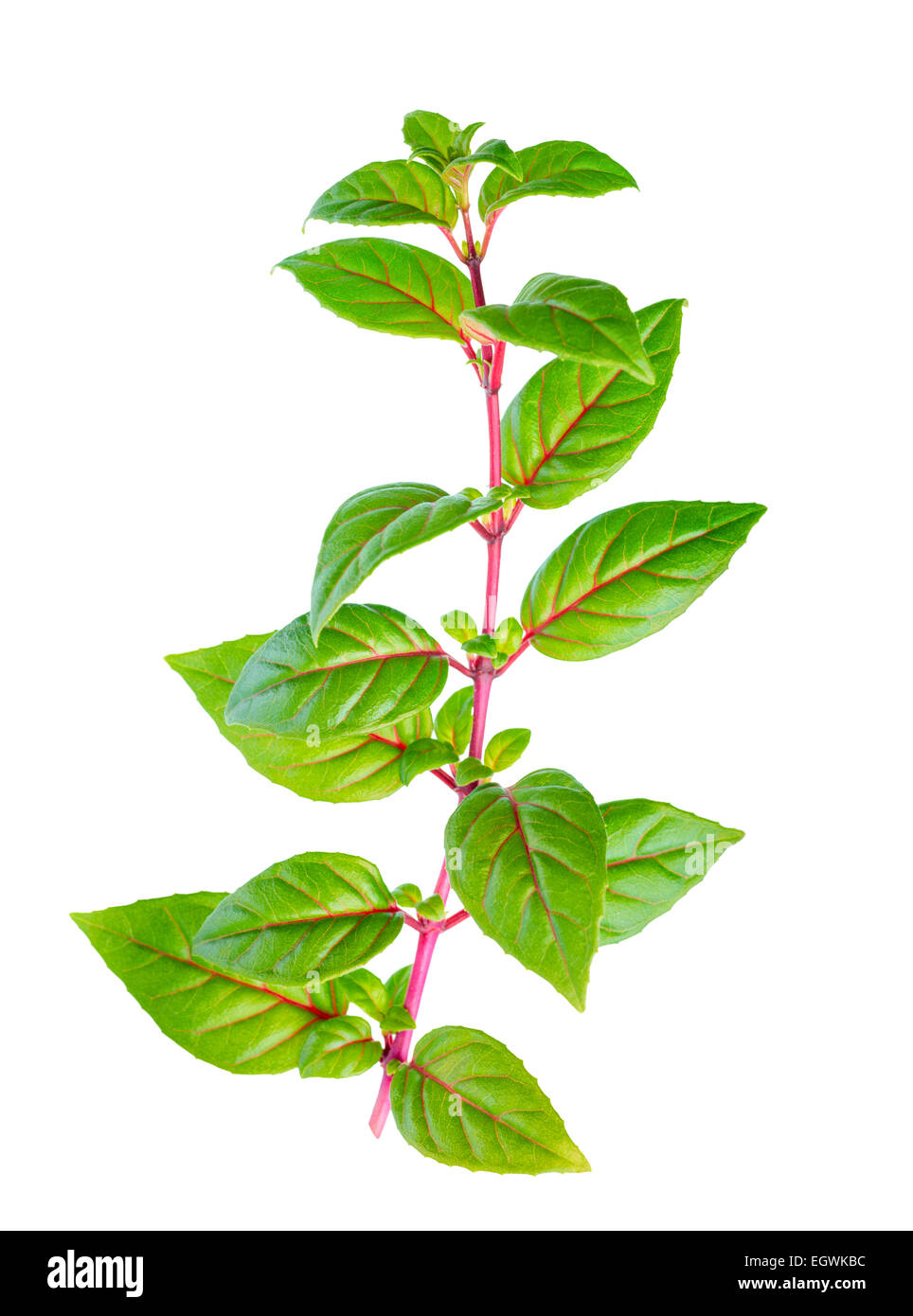 green branch of fuchsia with red veins is isolated on white background Stock Photo