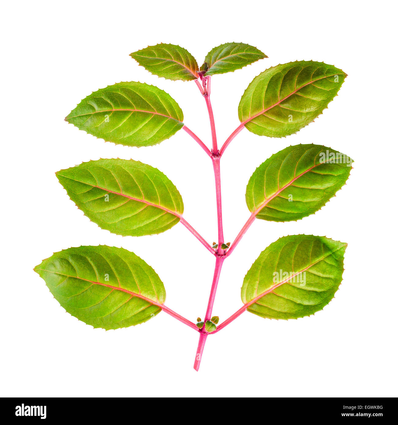 green branch of seedling fuchsia is isolated on white background Stock Photo