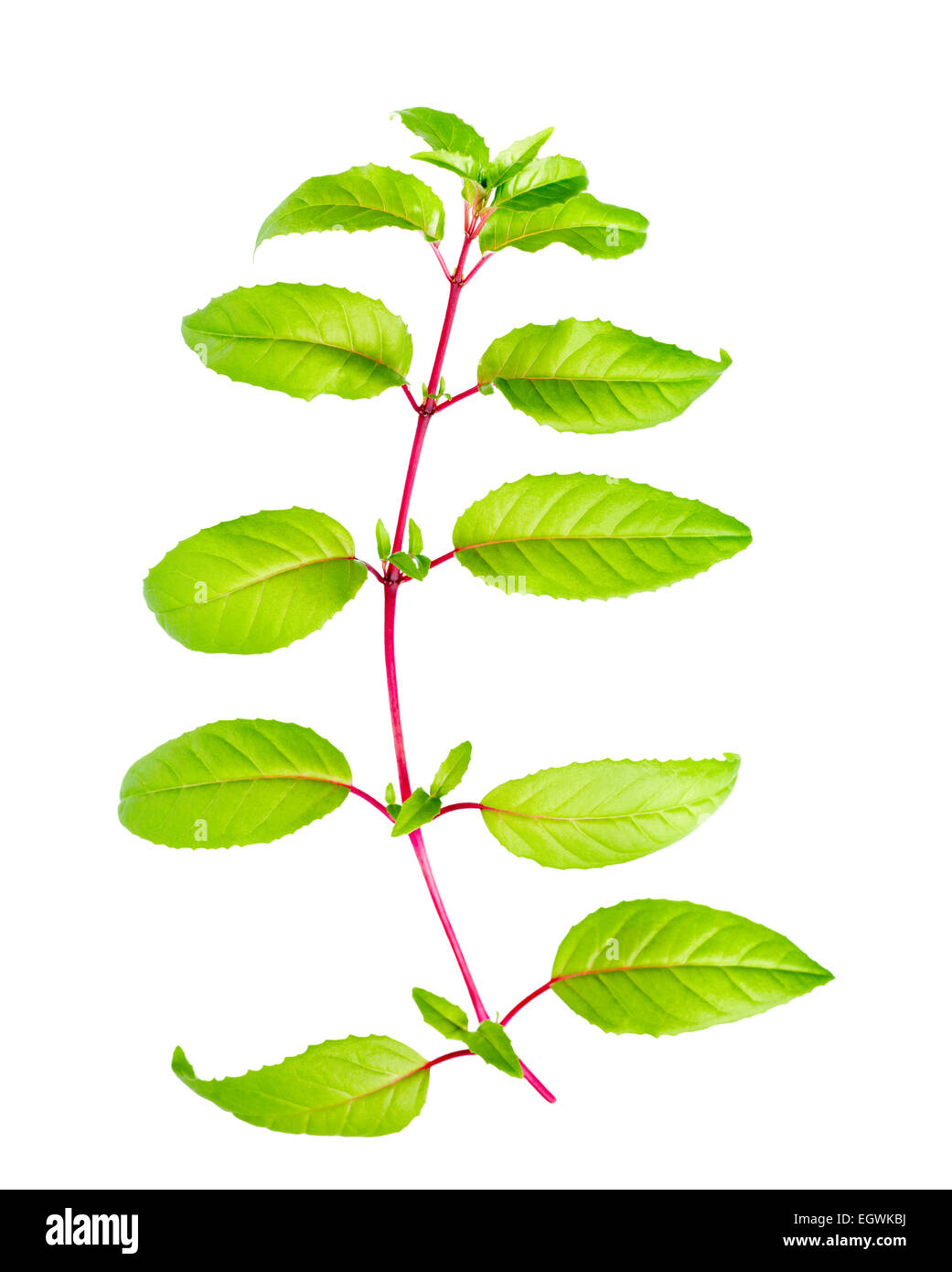 green branch of fuchsia with long leafs is isolated on white background Stock Photo