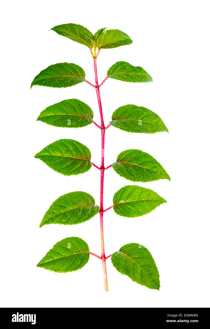 green branch of seedling fuchsia with drops is isolated on white background Stock Photo