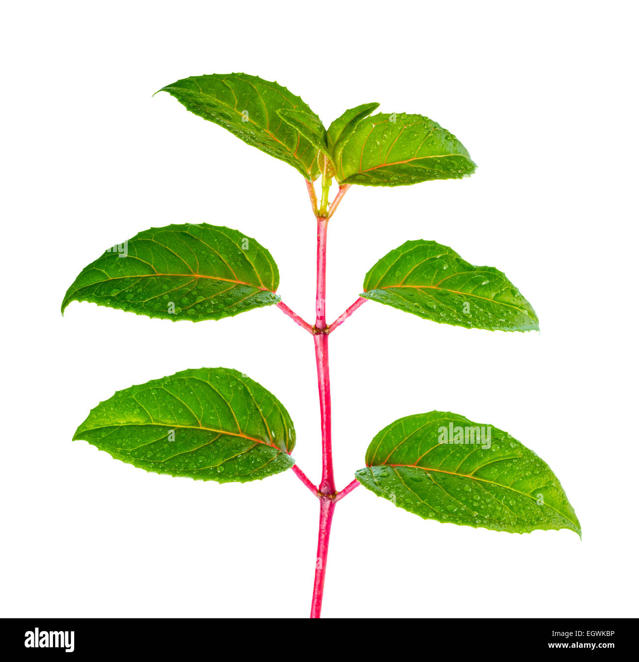 green branch of seedling fuchsia with drops is isolated on white background, closeup Stock Photo